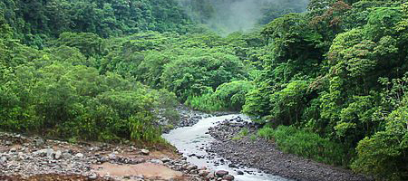 rainforest image